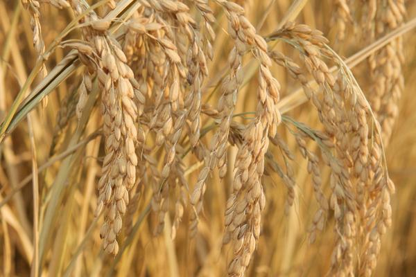 2018种水稻赚钱吗?水稻种植的利润与投资成本及前景预测