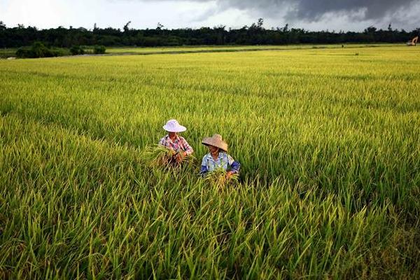2018种水稻赚钱吗?水稻种植的利润与投资成本及前景预测