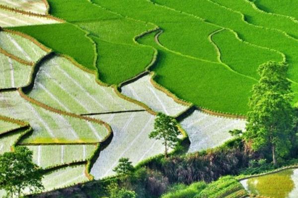 2018种水稻赚钱吗?水稻种植的利润与投资成本及前景预测