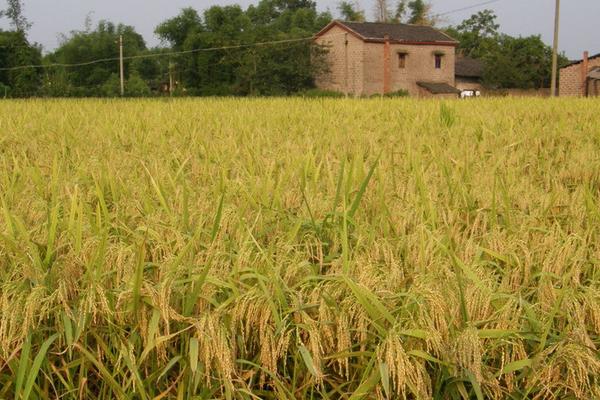 2018种水稻赚钱吗?水稻种植的利润与投资成本及前景预测