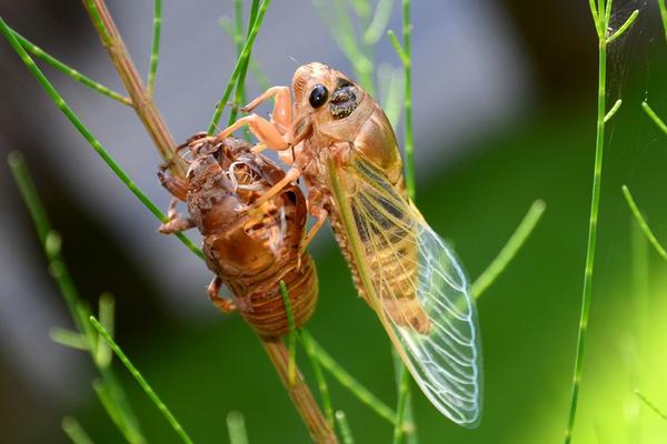 2018养金蝉赚钱吗?金蝉养殖的利润与投资成本及前景预测