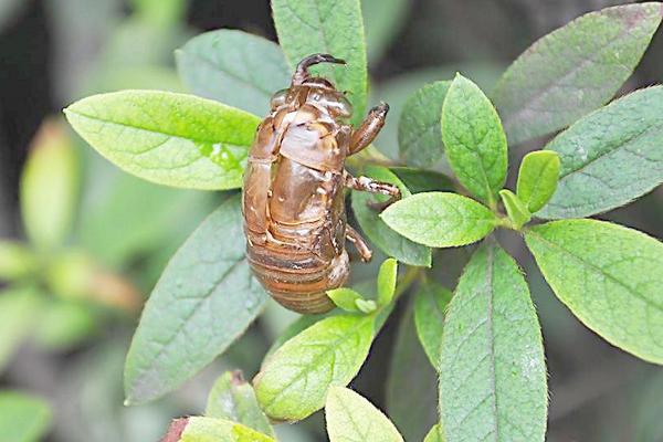 2018养金蝉赚钱吗?金蝉养殖的利润与投资成本及前景预测