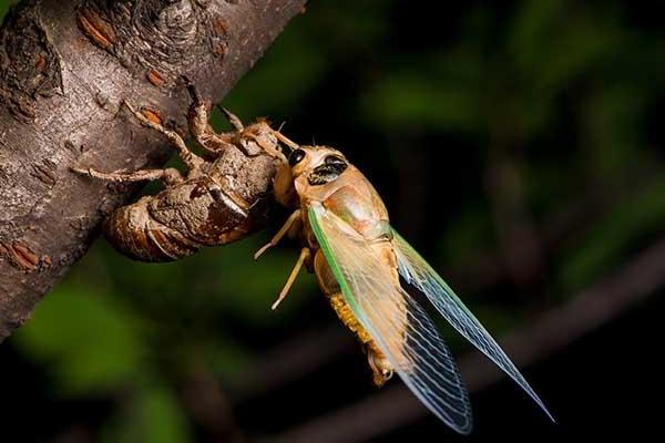 2018养金蝉赚钱吗?金蝉养殖的利润与投资成本及前景预测