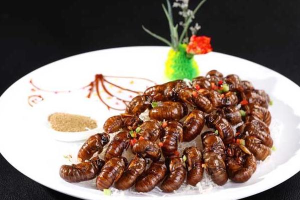 2018养金蝉赚钱吗?金蝉养殖的利润与投资成本及前景预测