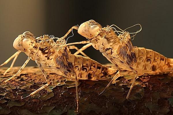 2018养金蝉赚钱吗?金蝉养殖的利润与投资成本及前景预测