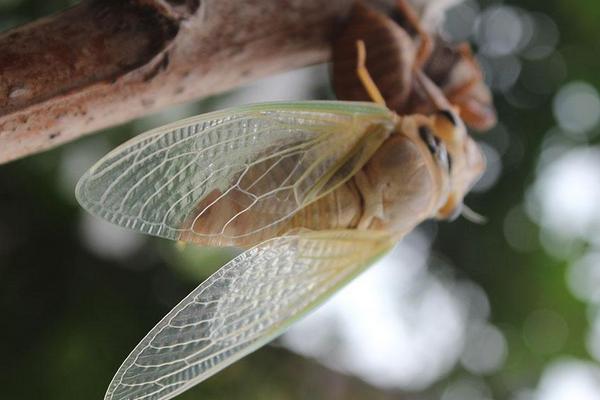 2018养金蝉赚钱吗?金蝉养殖的利润与投资成本及前景预测