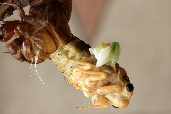 2018养金蝉赚钱吗?金蝉养殖的利润与投资成本及前景预测