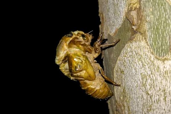 2018养金蝉赚钱吗?金蝉养殖的利润与投资成本及前景预测