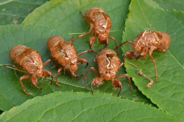 2018养金蝉赚钱吗?金蝉养殖的利润与投资成本及前景预测