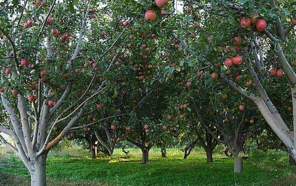 苹果树修剪技术视频