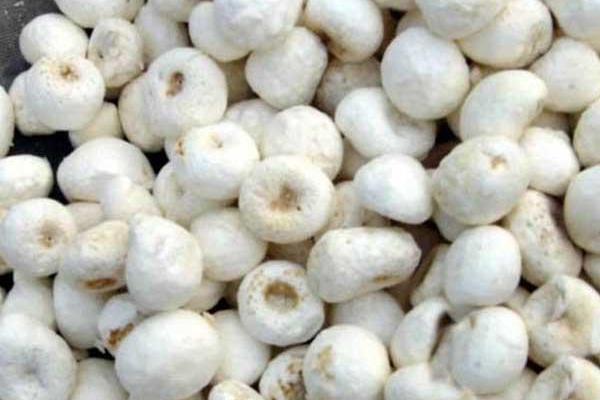 半夏如何栽培才能高产