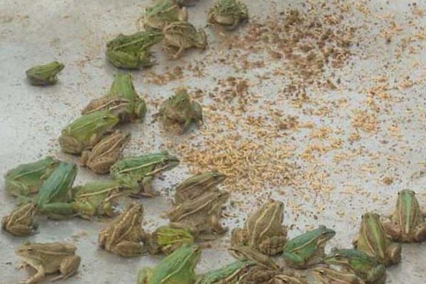 青蛙养殖池的建造