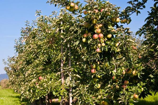 苹果树嫁接技术视频
