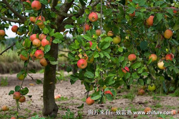 苹果树价格多少钱一棵