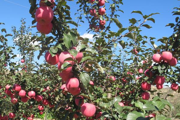 苹果树价格多少钱一棵