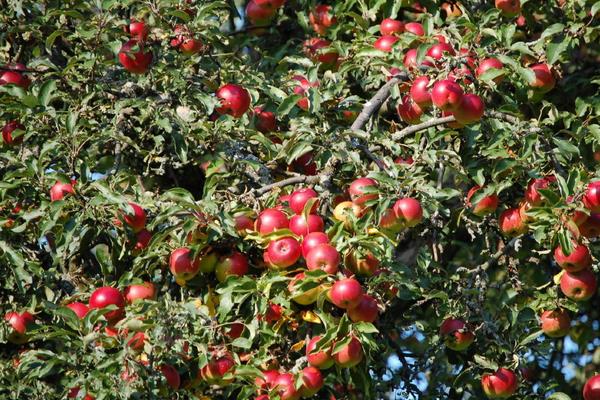 苹果树价格多少钱一棵