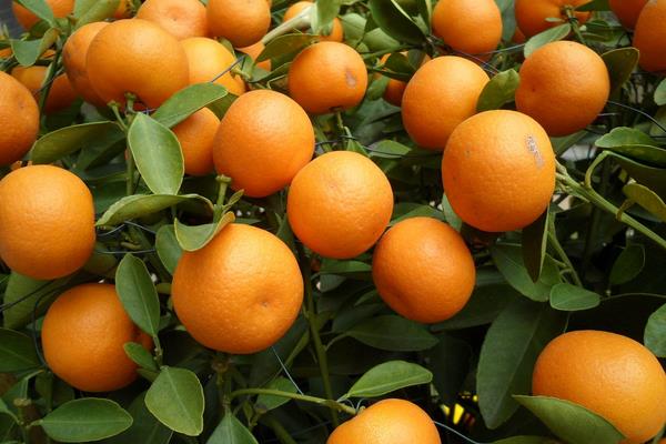 柑桔新品种介绍