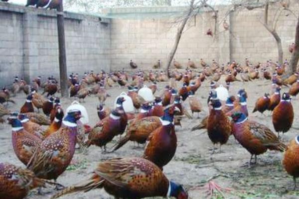 野鸡养殖场怎么建?有哪些设备?