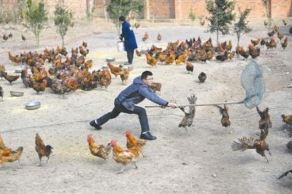 野鸡养殖场怎么建?有哪些设备?