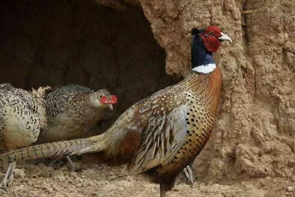 野鸡养殖场怎么建?有哪些设备?