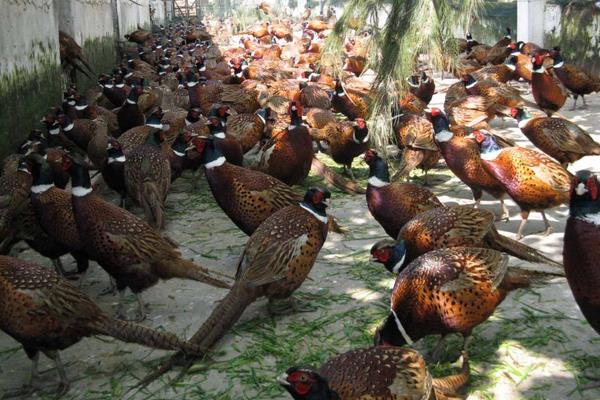 野鸡养殖场怎么建?有哪些设备?