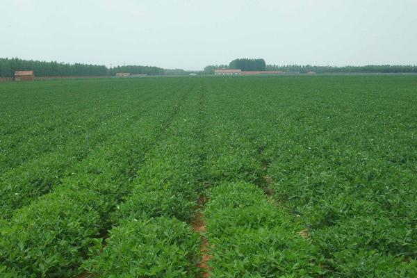 2018种花生赚钱吗？花生种植的利润与投资成本及前景预测