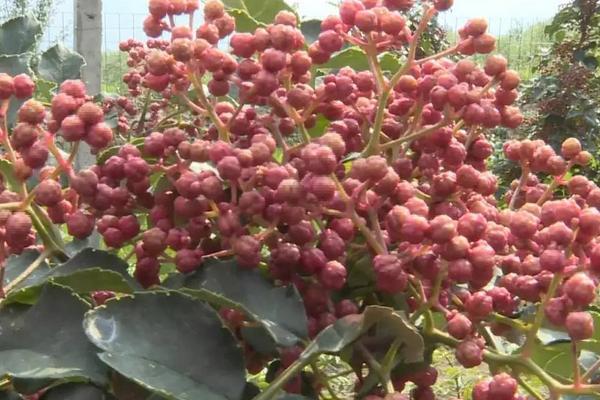 2018种花椒赚钱吗?花椒种植的利润与投资成本及前景预测