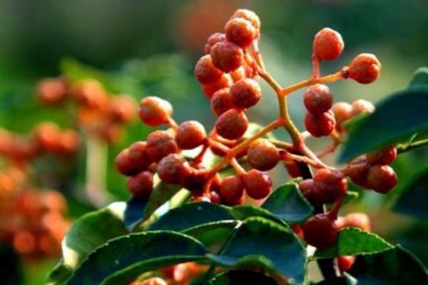 2018种花椒赚钱吗?花椒种植的利润与投资成本及前景预测