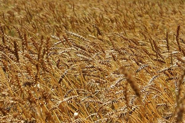 2018种小麦赚钱吗？小麦种植的利润与投资成本及前景预测