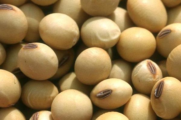 2018种大豆赚钱吗?大豆种植的利润与投资成本及前景预测