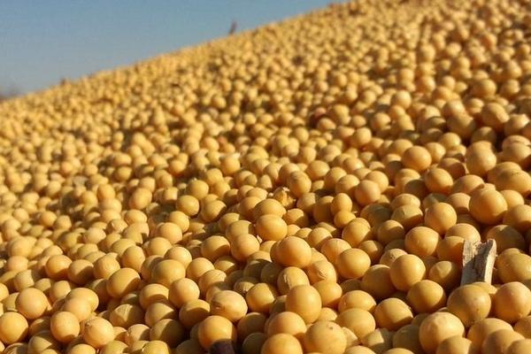 2018种大豆赚钱吗?大豆种植的利润与投资成本及前景预测