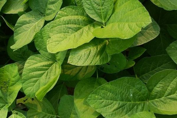 2018种大豆赚钱吗?大豆种植的利润与投资成本及前景预测