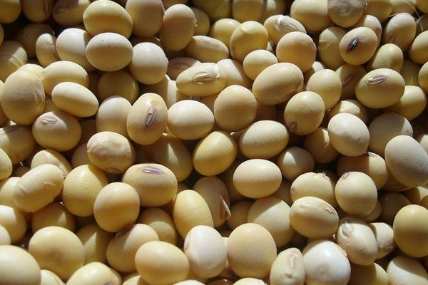 2018种大豆赚钱吗?大豆种植的利润与投资成本及前景预测