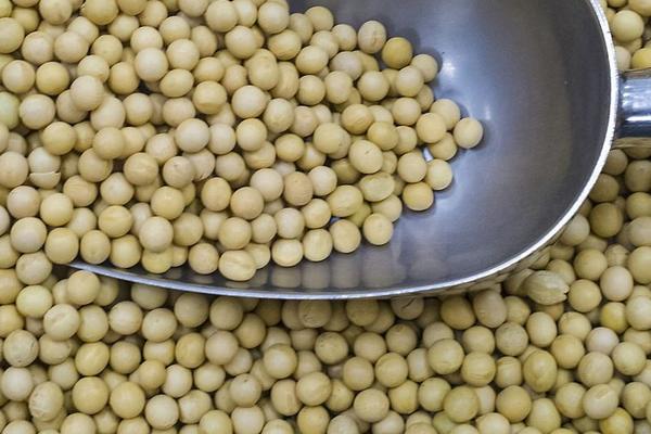 2018种大豆赚钱吗?大豆种植的利润与投资成本及前景预测