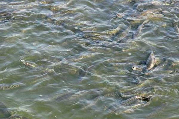 黑鱼的池塘高密度单养方法