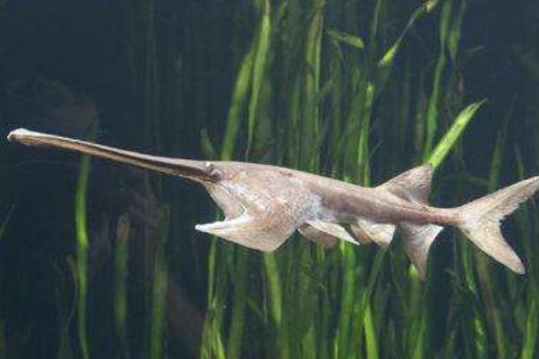 如何养鸭嘴鱼?养鸭嘴鱼赚钱吗?