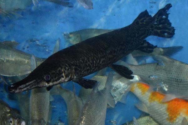 如何养鸭嘴鱼?养鸭嘴鱼赚钱吗?