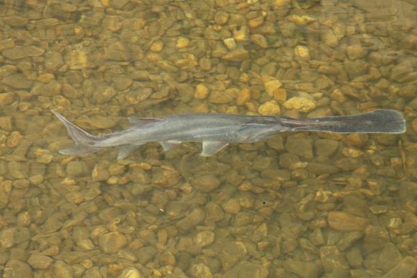 如何养鸭嘴鱼?养鸭嘴鱼赚钱吗?