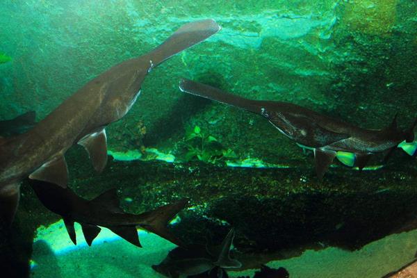 如何养鸭嘴鱼?养鸭嘴鱼赚钱吗?