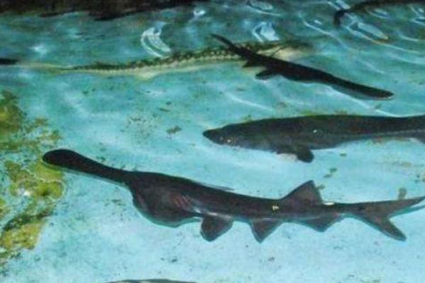 如何养鸭嘴鱼?养鸭嘴鱼赚钱吗?