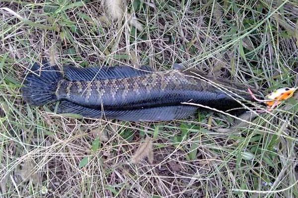 养一亩黑鱼能赚多少钱?养黑鱼的成本和利润