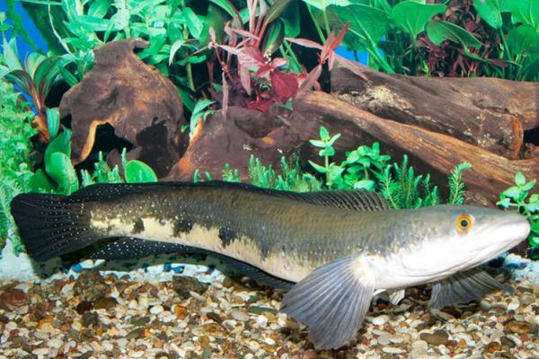 养一亩黑鱼能赚多少钱?养黑鱼的成本和利润