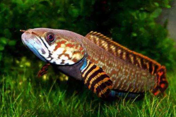 养一亩黑鱼能赚多少钱?养黑鱼的成本和利润