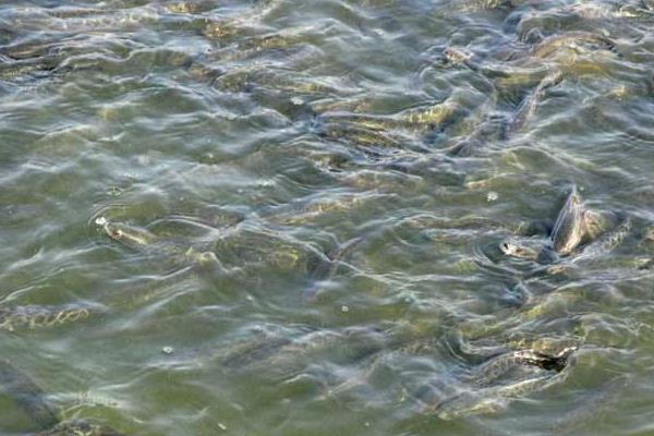 养一亩黑鱼能赚多少钱?养黑鱼的成本和利润