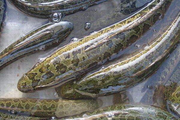 养一亩黑鱼能赚多少钱?养黑鱼的成本和利润