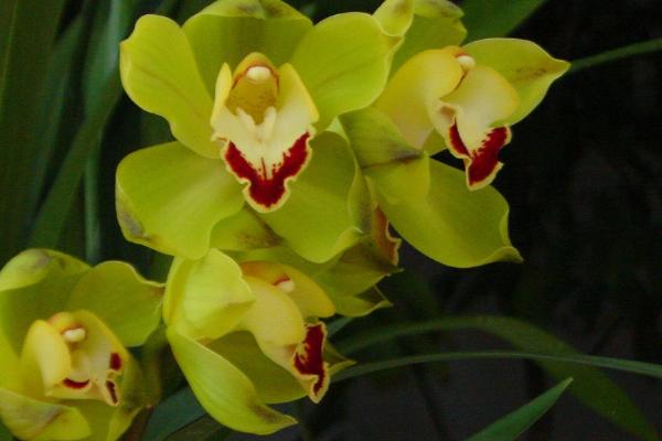 2018种兰花赚钱吗?兰花种植的利润与投资成本及前景预测