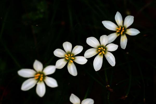 2018种兰花赚钱吗?兰花种植的利润与投资成本及前景预测