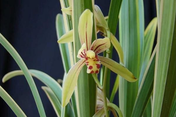 2018种兰花赚钱吗?兰花种植的利润与投资成本及前景预测