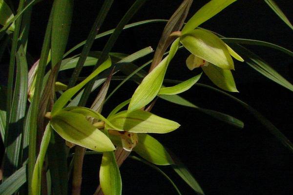 2018种兰花赚钱吗?兰花种植的利润与投资成本及前景预测