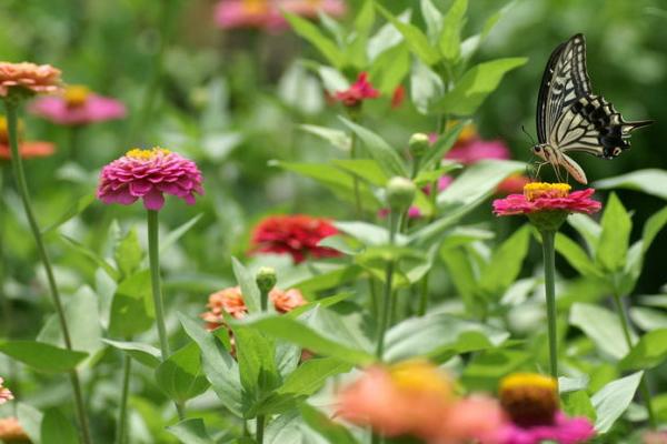 2018种百日草赚钱吗?百日草种植的利润与投资成本及前景预测
